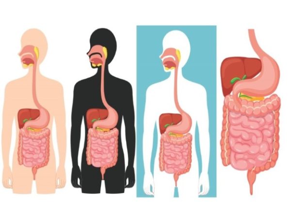 Navigating Gut Health: Guide for Optimal Digestive Balance